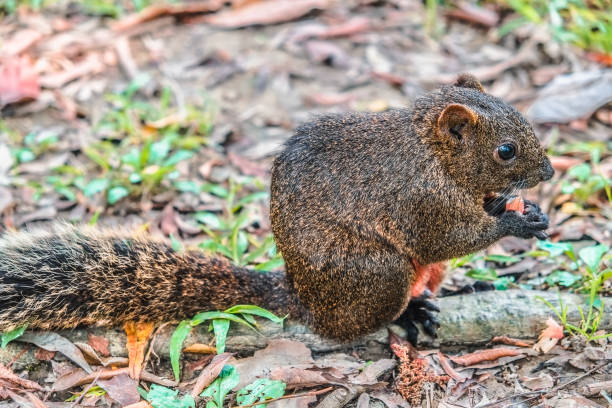 istock The squirrel is looking for food in the park. 1138774313