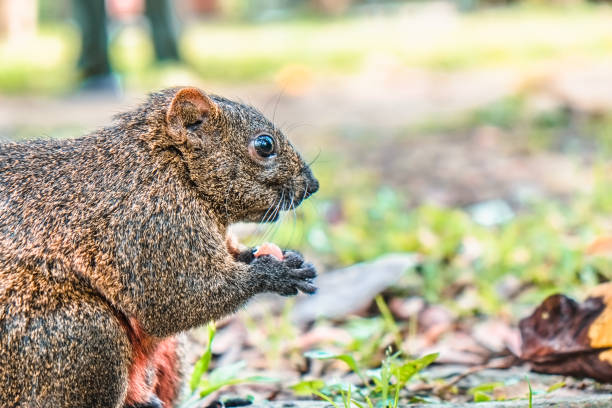 istock The squirrel is looking for food in the park. 1138774331