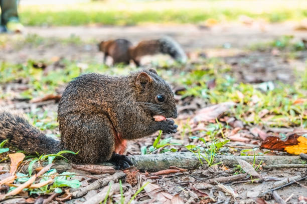 istock The squirrel is looking for food in the park. 1138774333