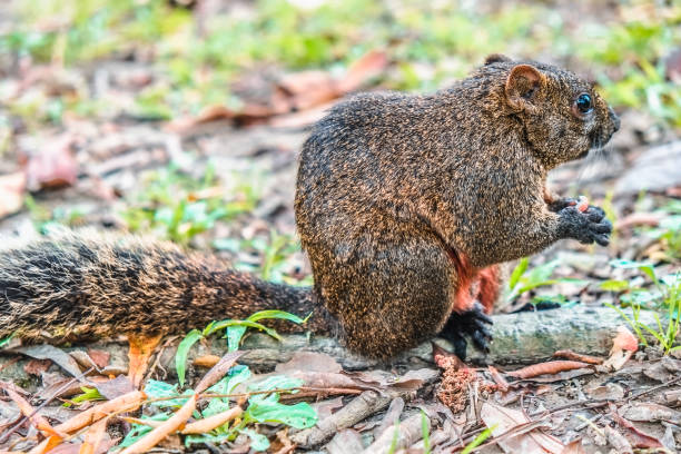 istock The squirrel is looking for food in the park. 1138774374