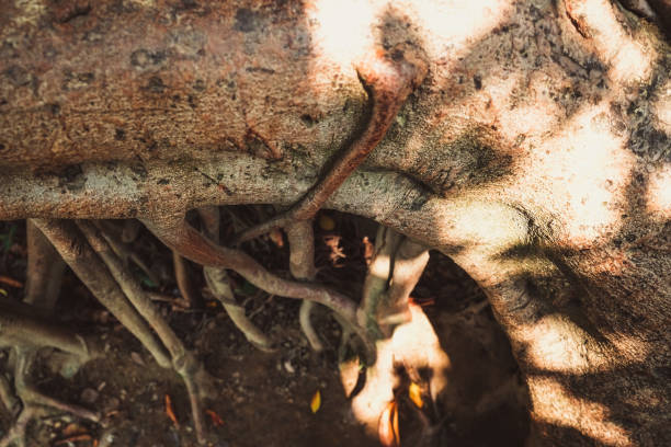 istock Close up of tree roots in the park. 1138774590