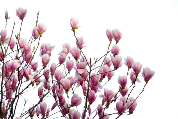 istock Sprintime magnolias on white 1138780344