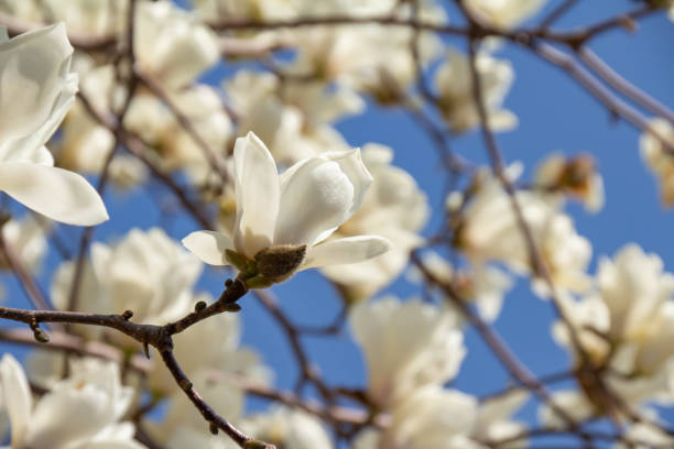 istock White Lotus flower in full bloom 1138780459