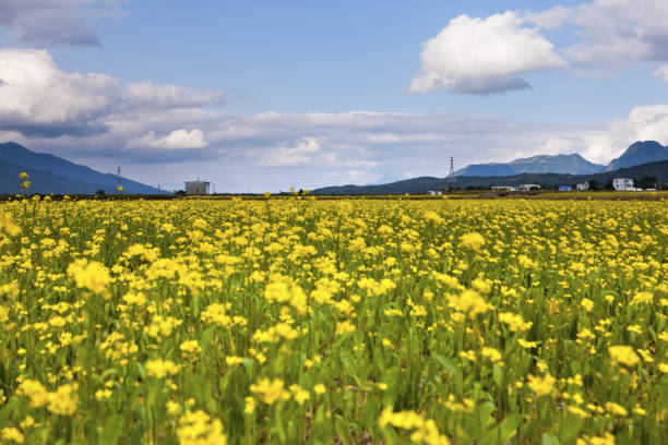 istock Taitung;Chishang;rape flower field 1138780693