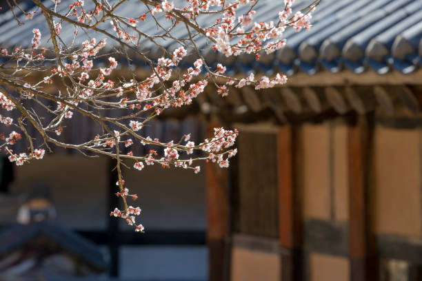 istock Seonamsa temple and Plum Blossom 1138782420