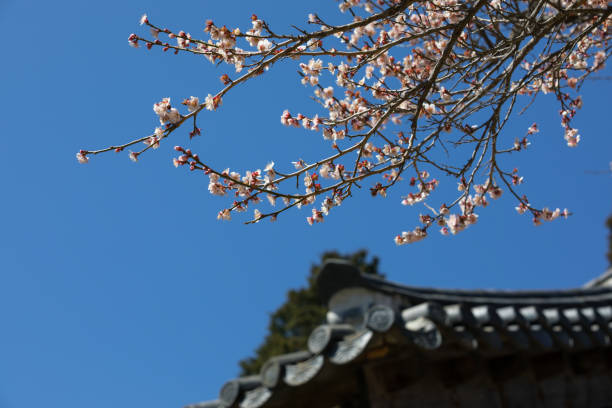 istock Plum blossoms and Hanok roof 1138782468