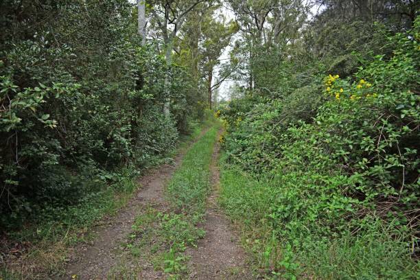 istock Overgrown 4wd track 1138782756