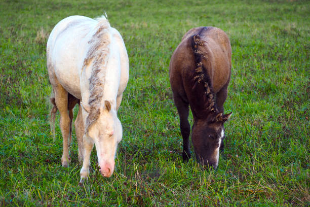 Wild different breeds of horses graze in the meadow.