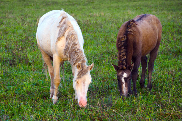 istock Wild different breeds of horses graze in the meadow. 1138785354