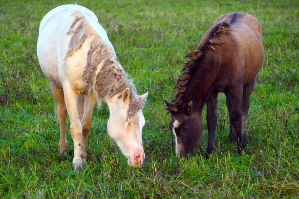 istock Wild different breeds of horses graze in the meadow. 1138785995