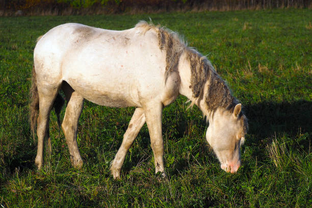 istock White horse eats grass in the meadow. 1138786277