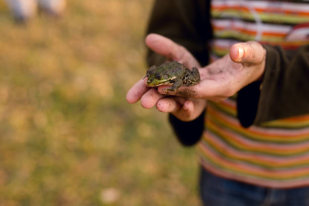 грязный маленький мальчик, который играл на улице держит маленькую лягушку в руках. - frog animal little boys child стоковые фото и изображения