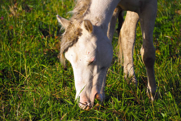 istock White horse eats grass in the meadow. 1138786331