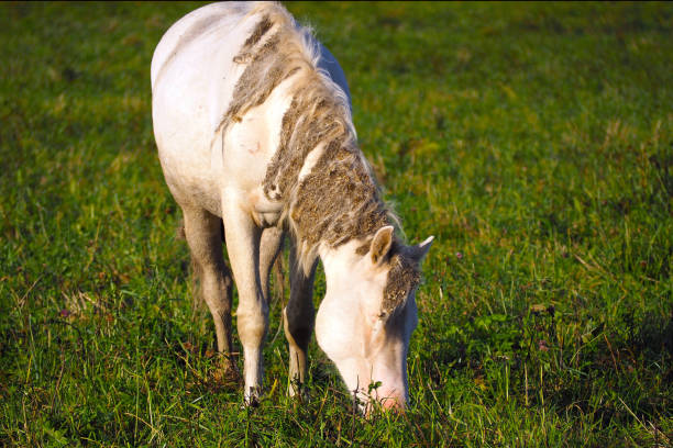 istock White horse eats grass in the meadow. 1138786393