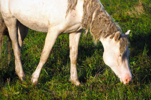 istock White horse eats grass in the meadow. 1138786405