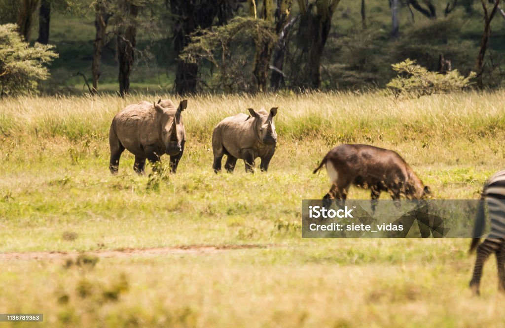 White Rhino And Other Animals Grazing In A Shroud Near Lake Nakuru In Kenya  In Africa Stock Photo - Download Image Now - iStock