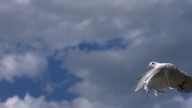 Dove flies across sky, slow motion