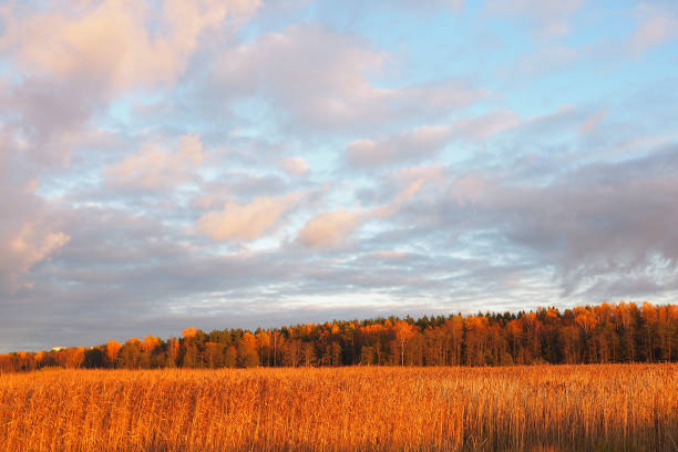 istock Cloudy sky at sunset over autumn yellow field. 1138792770