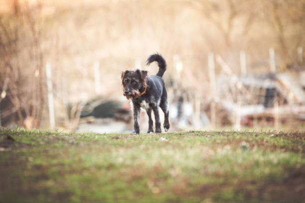 Happy adopted dog playing in the garden
