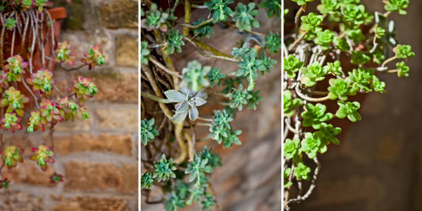 Hanging succulents closeup on brick wall background collection.