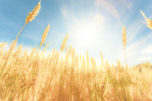 istock Finnish wheat field view. Kajaani, Finland. 1138800113