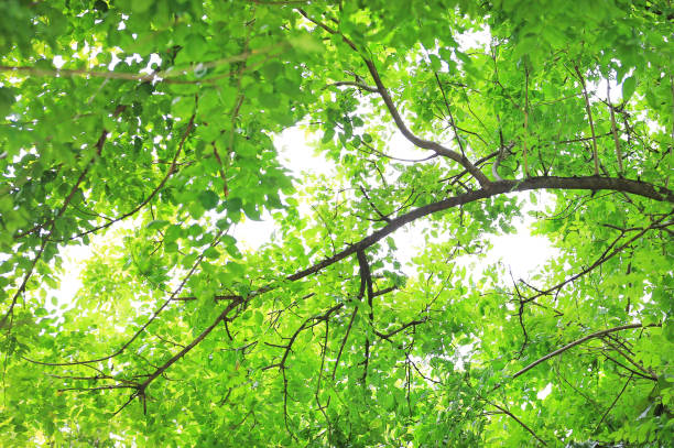 istock Tree leaf and branches in the garden against sky background. 1138803492