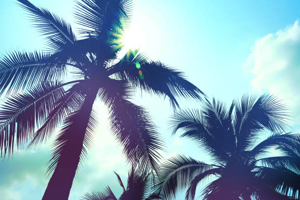 istock Vintage silhouette coconut tree and sunny sky background,summer concept 1138803831