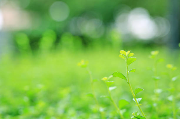 Fresh green tree leaf on blurred background in the summer garden with copy space and clean pattern. Close-up nature leaves in field for use in web design or wallpaper.
