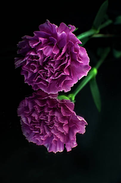 istock Reflection of a single carnation in a mirror 1138806229