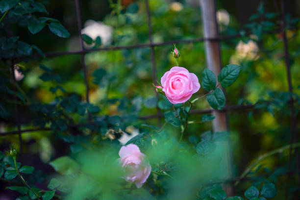 istock rosees bloom is very beautiful in spring 1138806245