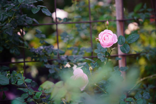 istock rosees bloom is very beautiful in spring 1138806262
