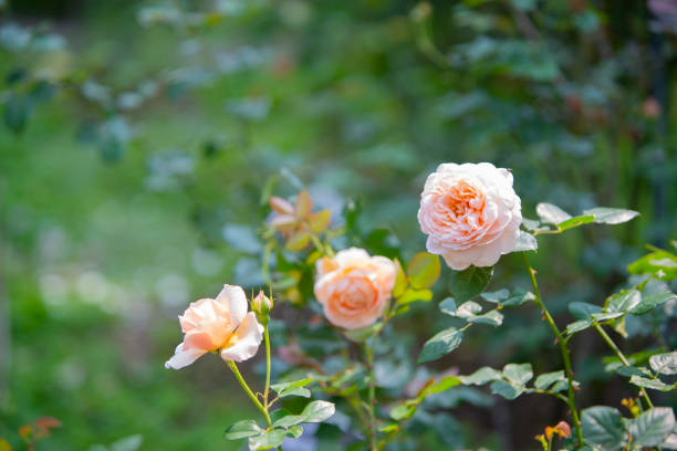 istock rosees bloom is very beautiful in spring 1138806286