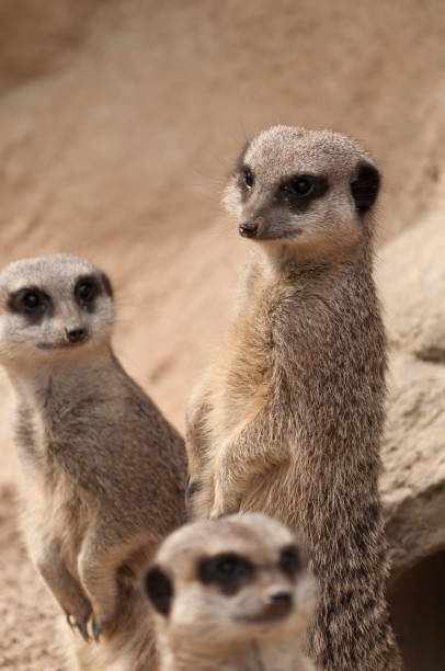 istock Three meerkats on the lookout 1138806392