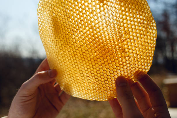 Beekepper holds in hands a frame of a honeycomb up analyzes to clear bright sky. A beekeeper looking at a honeycomb, on hives background. Horizontal outside shot. honeycomb pattern photos stock pictures, royalty-free photos & images