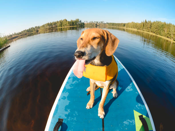 istock Young dog on paddle board in summer. 1138808096