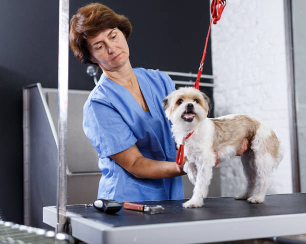 istock Woman grooming havanese in salon 1138808809