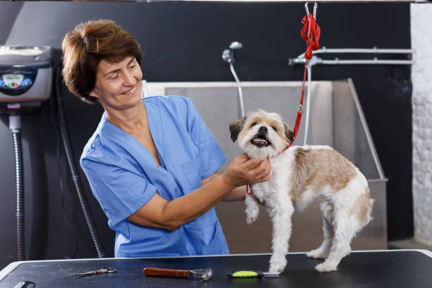 istock Woman grooming havanese in salon 1138808822