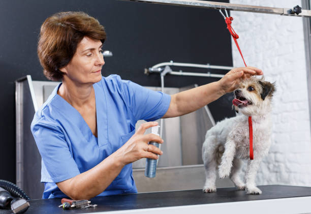 mujer peluquería cachorro con preparaciones - sprinkling can fotografías e imágenes de stock