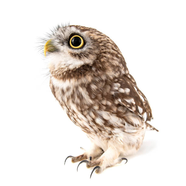 istock Little Owl, Athene noctua, isolated on white background. 1138808927