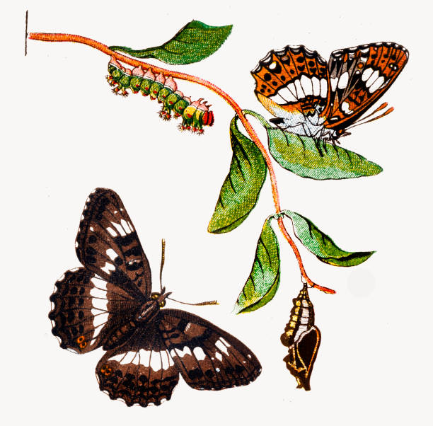 ilustrações de stock, clip art, desenhos animados e ícones de red admiral (vanessa atalanta) ,cocoon ,caterpillar - caterpillar isolated white background insect