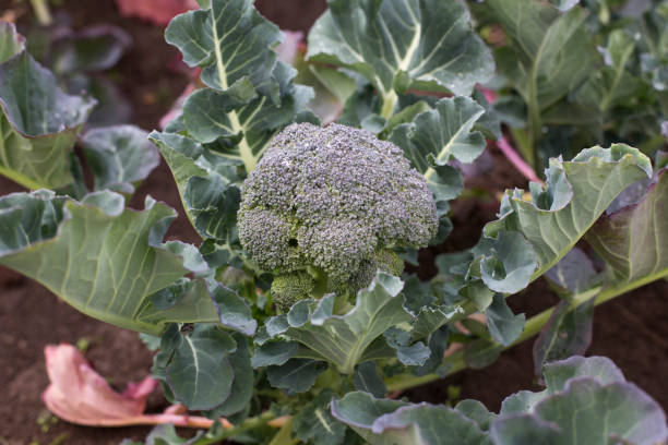 istock Broccoli with leaves growing in the field 1138809233