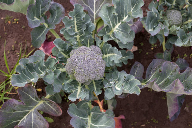istock Broccoli with leaves growing in the field 1138809252