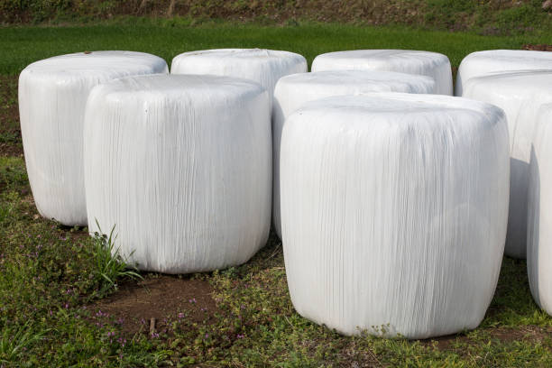 Hay bales in a field wrapped in plastic. They are usually wrapped in plastic so they dry faster and to protect them from extreme wreather conditions.