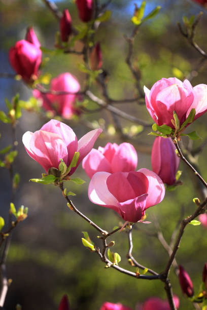 istock Saucer magnolias in full bloom 1138809668