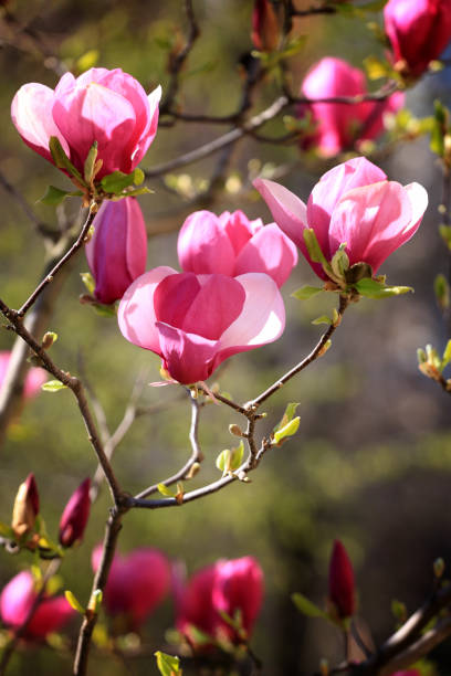 istock Saucer magnolias blooming 1138809681