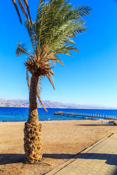 istock Panorama with palms in Timna Park 1138810613