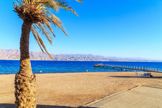 istock Panorama with palms in Timna Park 1138810616