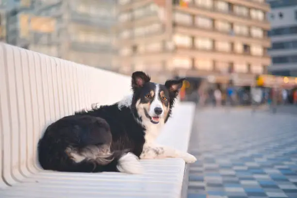 Border Collie lying down on a bench in Knokke.