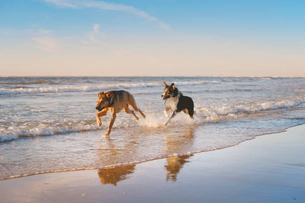 zwei hunde laufen durch das wasser am strand. - photography nature animals and pets beach stock-fotos und bilder