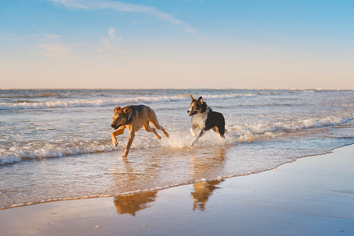 Two dogs running through the water at the beach in Europe.